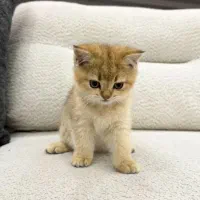 گربه بریتیش