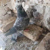 سرور پلاکی|پرنده|یزد, |دیوار