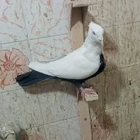 کبوتر و پرنده