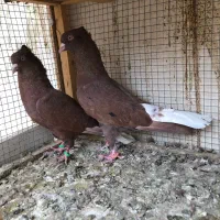 سرخ دم سفید