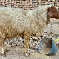 دو عدد شک ورن درجه یکی|حیوانات مزرعه|چرداول, |دیوار