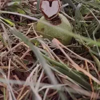 نیازمند۱۰میلیون هستم