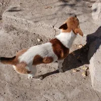 فروش سگ پاکوتاه قیمت ۱۰میلیون|سگ|هشترود, |دیوار