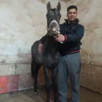 نریان ترکمن و کره نریان ترکمن|اسب و تجهیزات اسبسواری|کاشمر, |دیوار