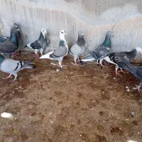 پرنده رنگ و بهبهانی و پلاکی روی هم به قیمت کله کنی