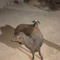 میش بره دار