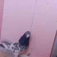 این نر گم شده