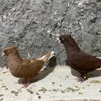 جفت دم سفید|پرنده|فسا, |دیوار