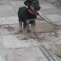 واگذاری توله ژرمن ورک نر|سگ|تهران, استاد معین|دیوار