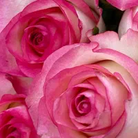 پخش عمده گل رز هلندی شیراز