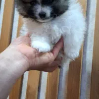 سگ پامر خرسی مینیاتوری