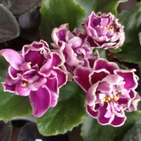 فروش بنفشه آفریقایی