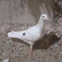 ۶عدد کبوترفروشی