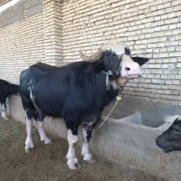 گاومیش نر درجه ۱
