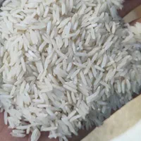 برنج طارم و برنج خوشپخت مزرعه