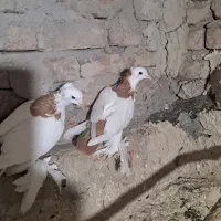 کبوتر ساری گویلوخ