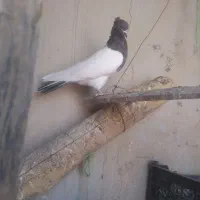 کبوتر کله|پرنده|شباب, |دیوار