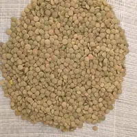 جشنواره فروش انواع برنج حبوبات و روغن|خوردنی و آشامیدنی|اصفهان, ارداجی|دیوار