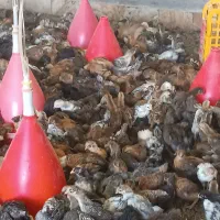 ج و ج ه اردک جوجه مرغ محلی