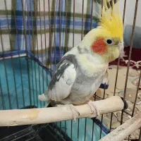 عروس هلندی|پرنده|نورآباد ممسنی, |دیوار