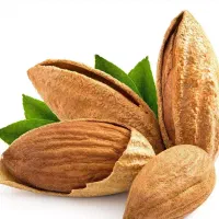 تولیدنهال بادام منقا دیرگل و قابلیت کاشت دیمی