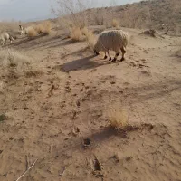 میش زایده|حیوانات مزرعه|زیرکوه, |دیوار