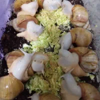 حلزون آلبینو درمانی