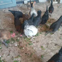 مرغ عربی|حیوانات مزرعه|اهواز, کارون|دیوار