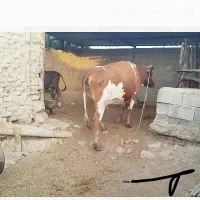 گاو دورگ آمریکایی