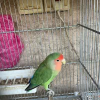 طوطی برزیلی ماده