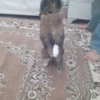 خرگوش نر ،یکونیم ساله|موش و خرگوش|تهران, تهرانپارس شرقی|دیوار