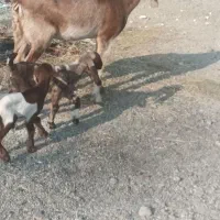 سه تا بز با پنجتا کهره مخصوص داشتی و ی گیسه مایع