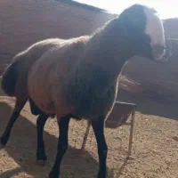 بره اصیل شالی