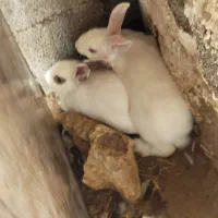 دوتا خرگوش نر
