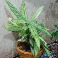 گل های طبیعی زیبا|گل و گیاه طبیعی|بانه, |دیوار