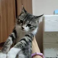 واگذاری بچه گربه dsh