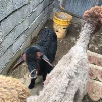 وره مار با بره نر افشاری