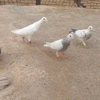 کفتر|پرنده|اسفراین, |دیوار