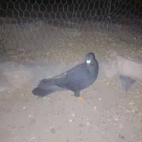 کبوتر فروشی
