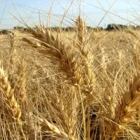 گندم دیم سیاه داس جو سهند دو پر کاه