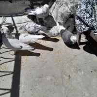 کبوتر