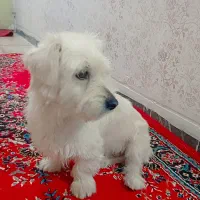 سگ سالم