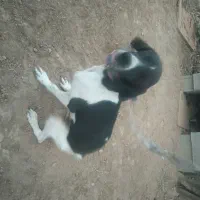 واگذاری سگ دمبلان یاب حرفه ای|سگ|گلی داغ, |دیوار