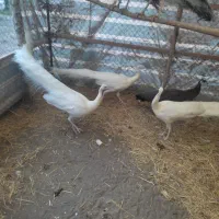 طاووس|پرنده|رشت, بلوار گیلان|دیوار