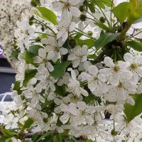 گل سفید ..پیام بفرس توضیح بدم