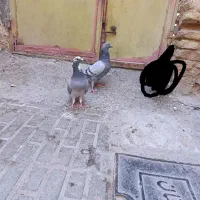 کبوتر پلاکی