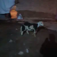 قورچ|حیوانات مزرعه|بیرانوند, |دیوار