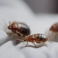 سمپاشی رادین