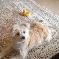 سگ دورگه اشپیتز پامر|سگ|لنجان, |دیوار