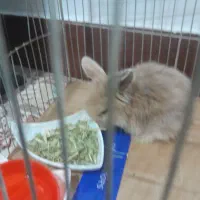 خرگوش لپ واکسن زده پانصد تومن